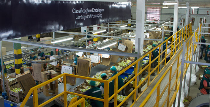 Área de packing house con 5.500m², procesamiento bajo estándar de normas de BPF / GMP y clasificación automática de las frutas, por peso y color.