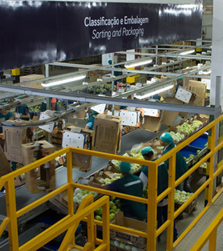 Área de packing house com 5.500m², processamento sob padrão de normas de BPF/GMP Controle de qualidade em todos os processos: lavagem - seleção - embalagem -
